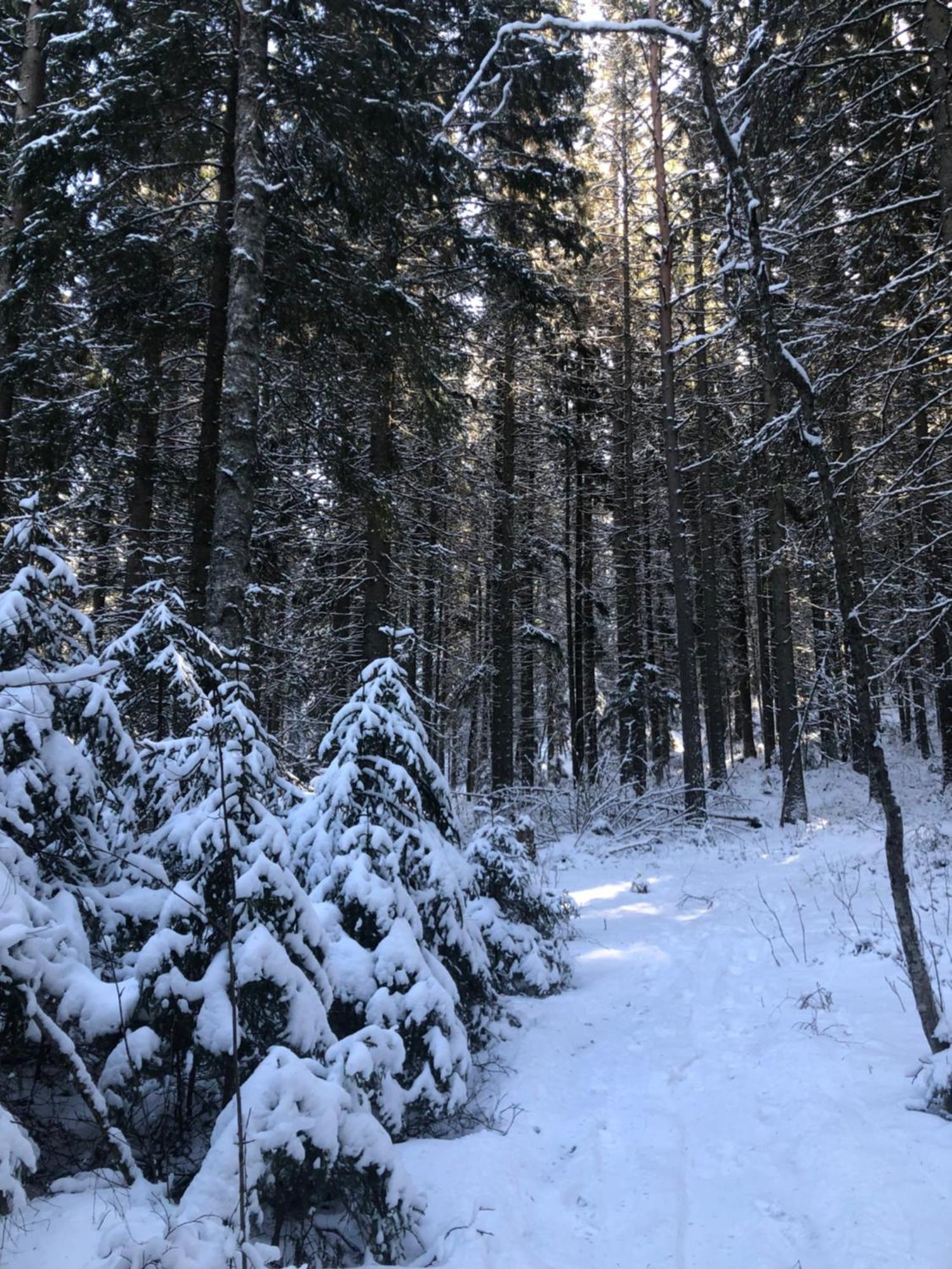 Järbo Kungsbergetnatur מראה חיצוני תמונה